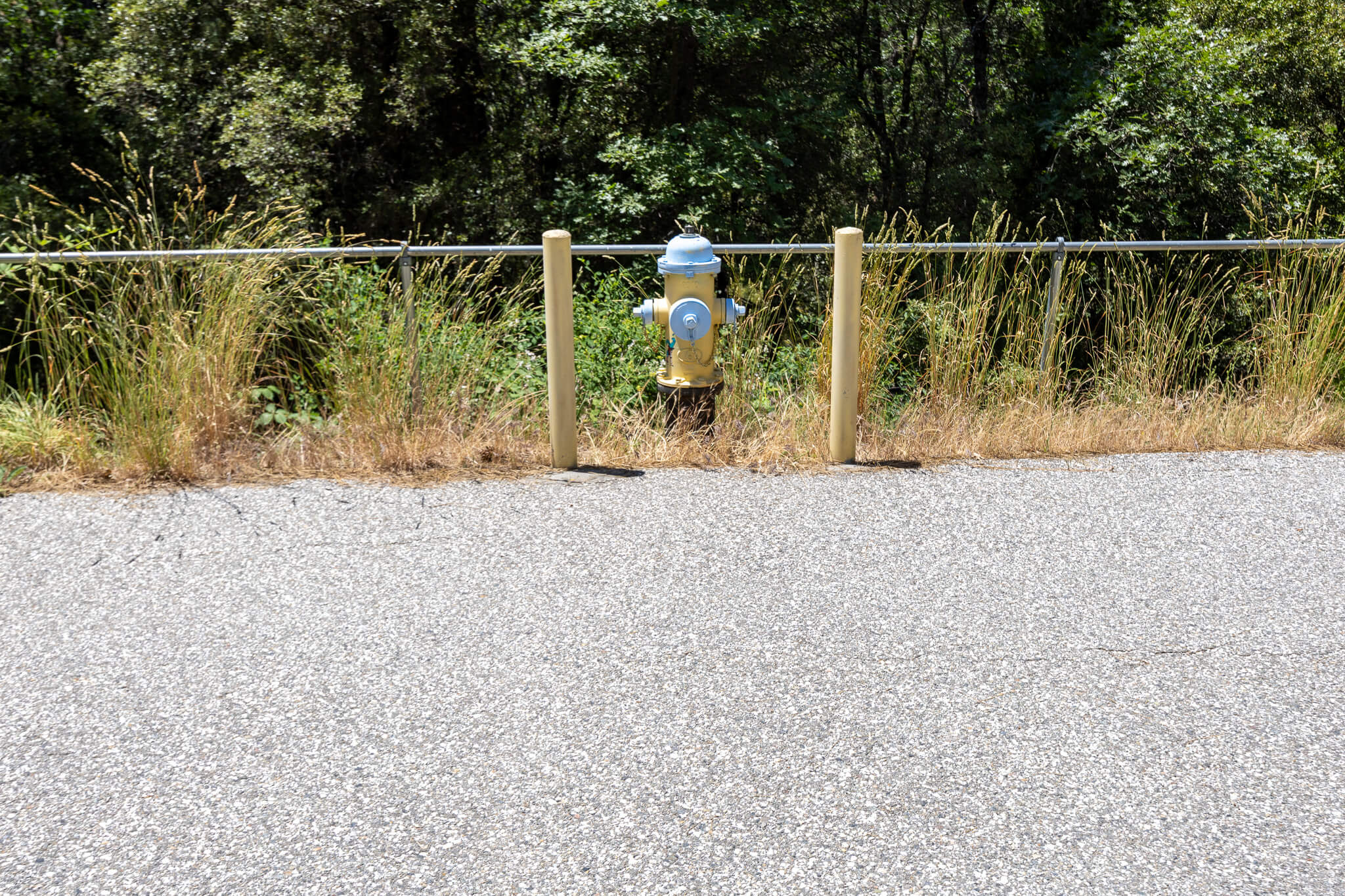 Fire hydrant in front of trees and brush along property line